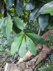 Ardisia sieboldii