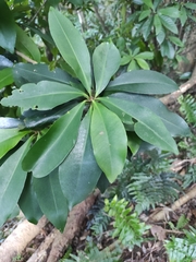 Ardisia sieboldii