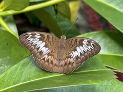Tanaecia