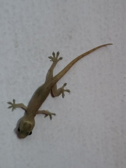 Gekkonidae