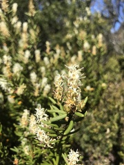 Orites revolutus