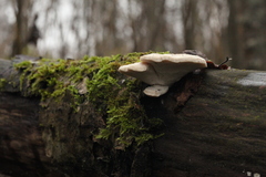 Trametes suaveolens