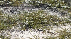 Babingtonia triandra