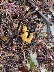 Halichondria panicea