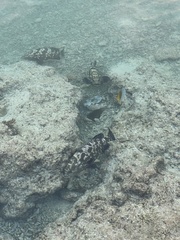 Epinephelus polyphekadion