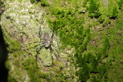 Herennia multipuncta