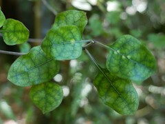 Coprosma tenuicaulis