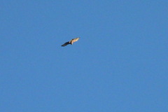 Nisaetus nipalensis