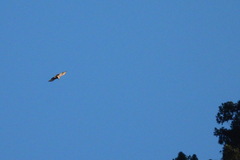 Nisaetus nipalensis