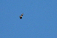 Nisaetus nipalensis