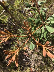 Banksia penicillata