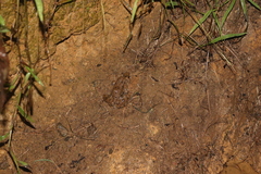 Fejervarya cancrivora