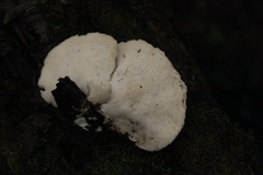 Trametes suaveolens
