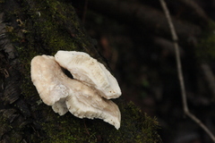 Trametes suaveolens