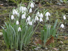 Galanthus elwesii