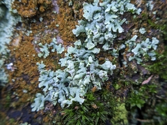 Physcia adscendens