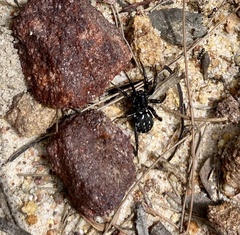 Nyssus albopunctatus