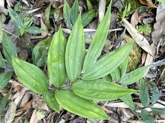 Disporum kawakamii