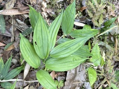Disporum kawakamii
