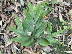 Disporum kawakamii