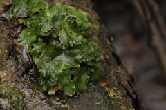 Arion fasciatus