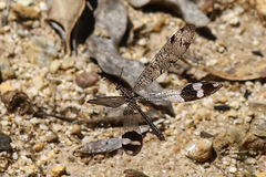 Glenoleon pulchellus