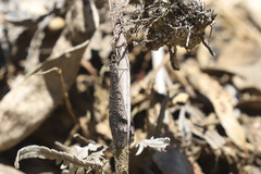 Glenoleon pulchellus