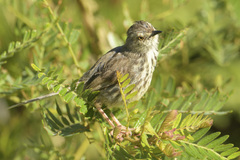 Prinia maculosa maculosa