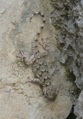 Tarentola mauritanica