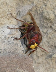 Vespa orientalis