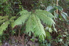 Pteris wallichiana