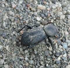 Tenebrionidae