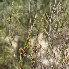 Dracophyllum subulatum