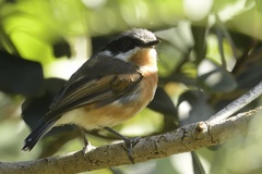 Batis capensis capensis