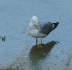 Larus michahellis