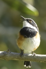 Batis capensis capensis