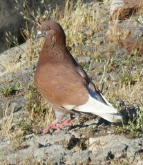 Columba livia domestica