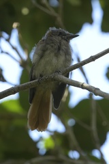 Terpsiphone viridis granti