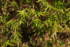 Arundo formosana