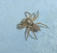 Menemerus semilimbatus