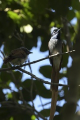 Terpsiphone viridis granti