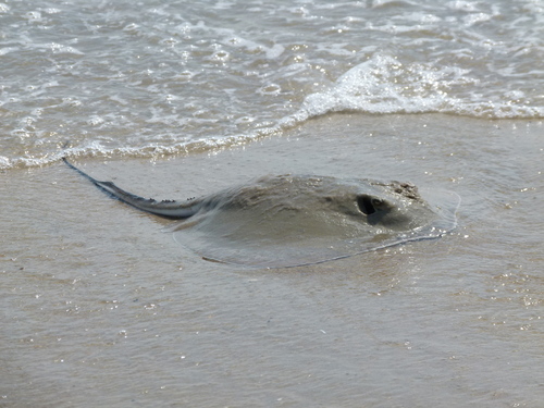 Bluntnose Stingray (Hypanus say), a species recorded in Florida