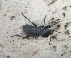 Tenebrionidae