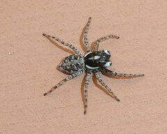 Menemerus semilimbatus