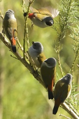 Coccopygia melanotis