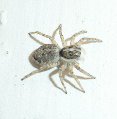 Menemerus semilimbatus