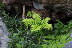 Pteris wallichiana