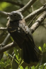 Trochocercus cyanomelas cyanomelas