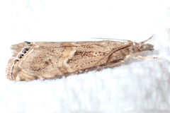 Euchromius cambridgei