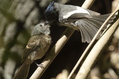 Trochocercus cyanomelas cyanomelas